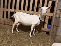 Capră, Saanen goat — foto 2
