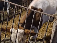 Toro, Simmental cattle — foto 4