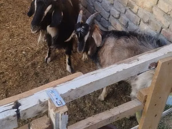 Capră, Capre