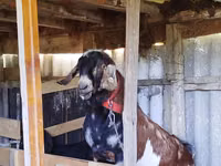 Ziegenbock, Nubian Goat — Foto 2