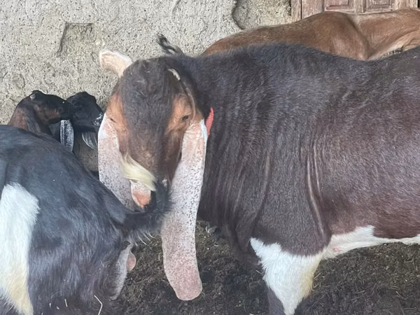 Cabro, Kamori goats