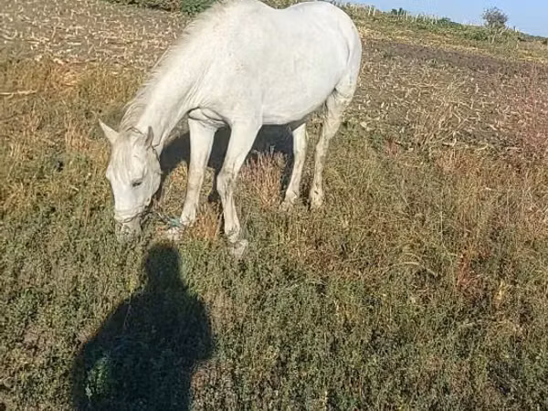 Iapă, Cai