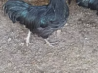 Avstraliya Pit Game quşu — foto 1
