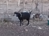 Qoʻchqor, Shetland sheep — 6-rasm