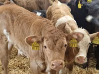 İribuynuzlu mal-qara (partiya, cinsi göstərilməyib), Simmental cattle — foto 1