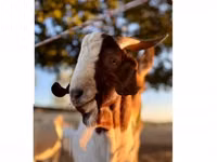 Ziegenbock, Boer goat — Foto 1