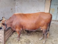 公牛, Cattle — 照片 1