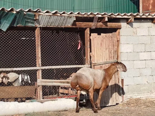 公羊, Edilbay sheep