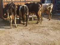母牛, Holstein breed — 照片 2