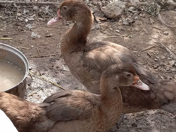 Ducks