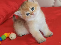 Britaniya Şinşilla (Golden/Blue eyes) balası - Cins: Britaniya — сүрөт 4