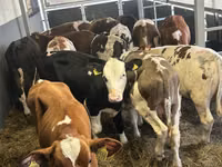 牛只（批次，未指定性别）, Cattle — 照片 2