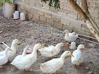 Ducks — photo 1