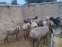 Ovelha, Arashan sheep — foto 8