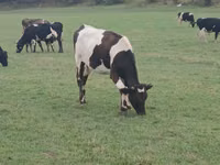Kuh, Holstein-Rasse — Foto 3