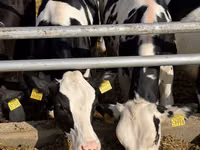 İnək, Russian Black pied cattle — foto 6