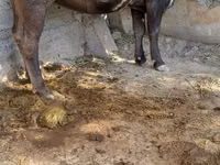 İnək, Alatau irqi — foto 1