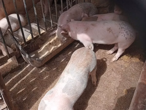 Eber, Schweine — Republik Moldau