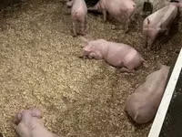 Schweine (Partie, Geschlecht nicht angegeben) — Foto 8