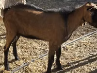 Țap, Alpine goat — foto 1
