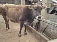 Vaca, Swiss cattle — foto 8