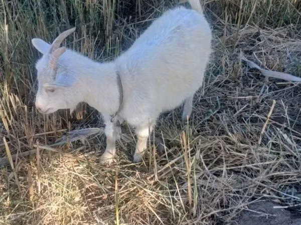 Capră, Saanen goat