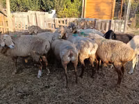 Oveja, Ovejas — foto 3