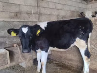 Vaca, Russian Black pied cattle — foto 3