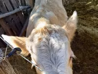 Buqa, Simmental cattle — 7-rasm