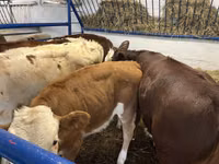 Vacă, Bovine — foto 3