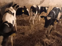 Bulle, Russian Black pied cattle — Foto 1