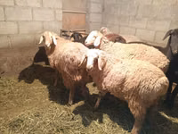 母羊, Sheep — 照片 3