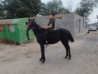 Cavalo, Cavalos — foto 3