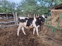 Taureau, Race Holstein — photo 3