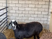 भेड़, Blackheaded Persian sheep — फ़ोटो 1