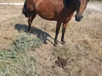 Yegua, Caballos — foto 4