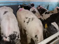牛只（批次，未指定性别）, Simmental cattle — 照片 4