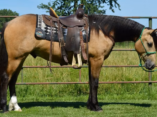 公马, Gypsy horse