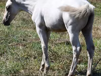 母马, Quarter Horse — 照片 3