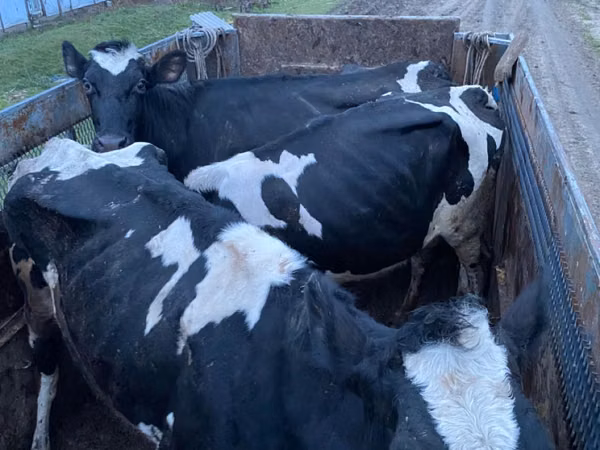 Touro, Russian Black pied cattle — Moldávia