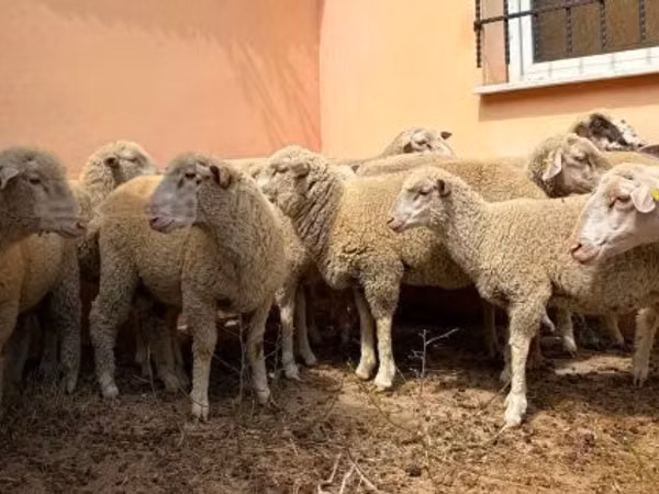كبش, Ile-de-France sheep