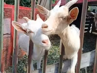 母山羊, Goats — 照片 3