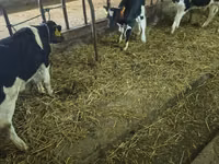 Bou, Rasa Holstein — foto 3