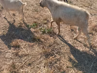 Țap, Nubian Goat — foto 1
