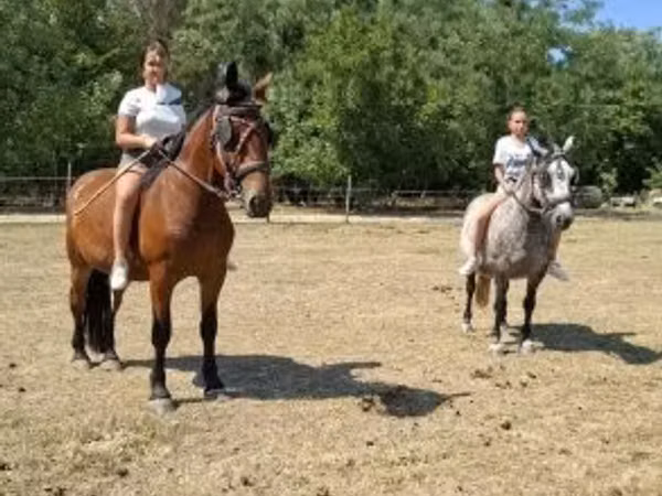 母马, Horses
