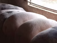 Schweine (Partie, Geschlecht nicht angegeben), Schweine — Foto 4