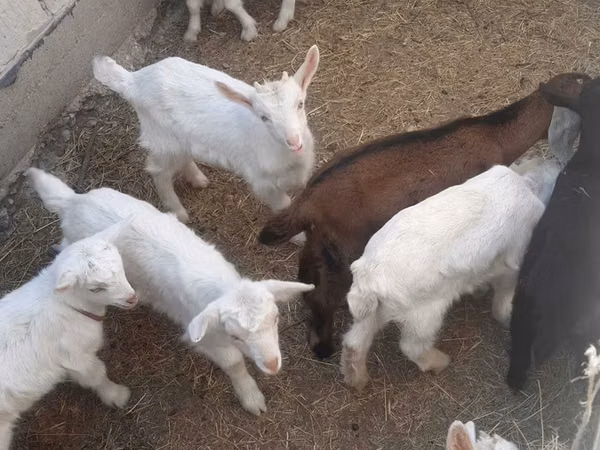 Țap, Saanen goat