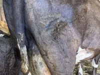 İnək, Swiss cattle — foto 3
