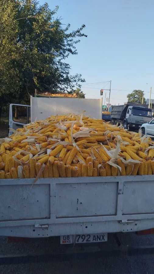 🌽🌽🌽Жугору Сатылат 🌽🌽🌽Продаю Кукурузу ✅✅✅качество 💯💯💯