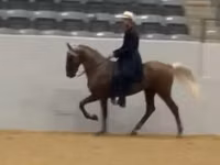 Aygʻir, Rocky Mountain Horse — 5-rasm